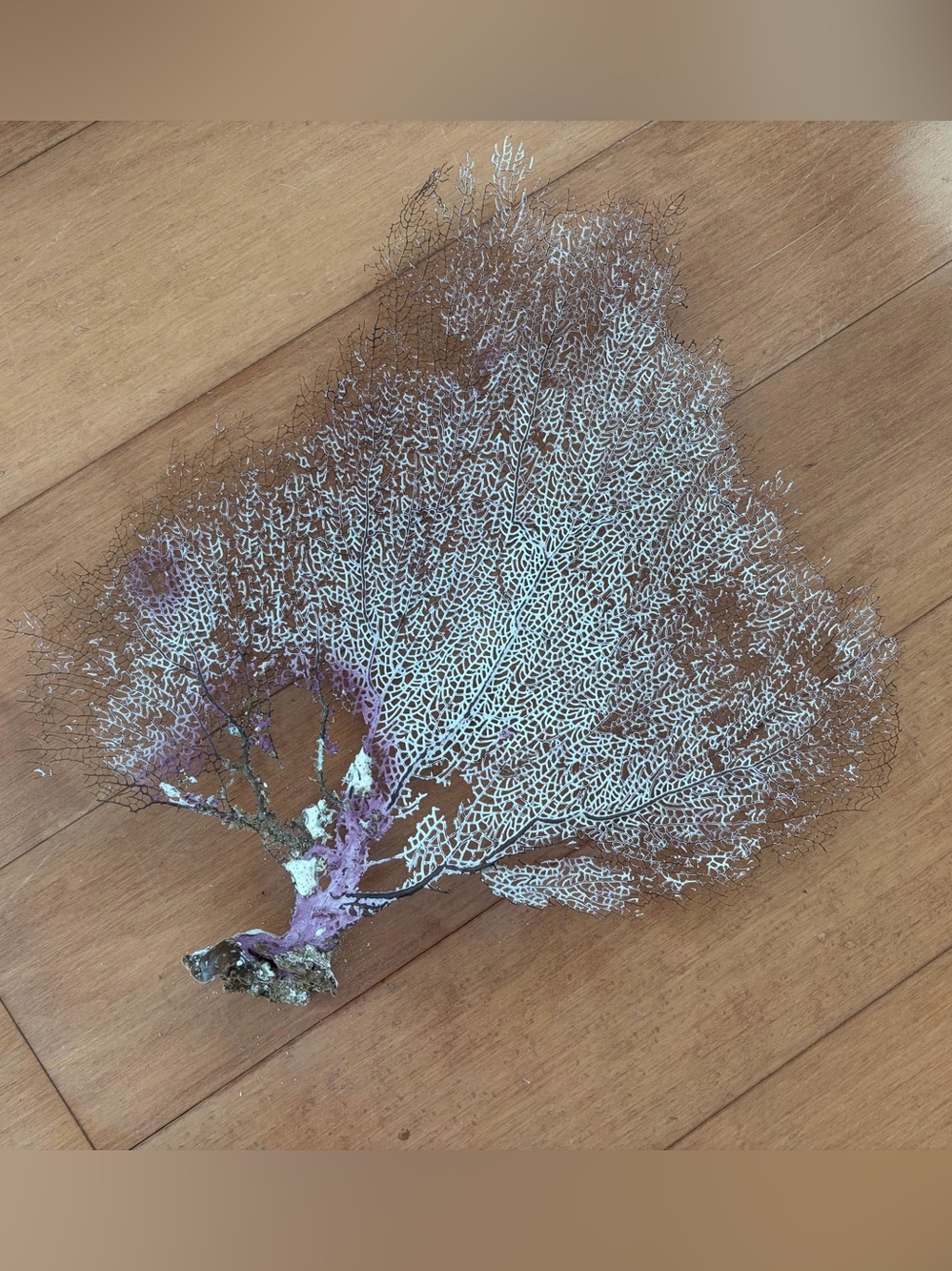 Sea fan coral, M size - Picture 4 of 5